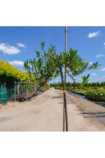 Слива приземиста Депресса на штамбі фото